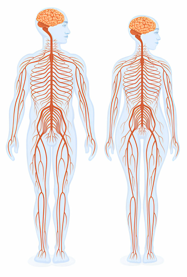 Stem Cell Therapy