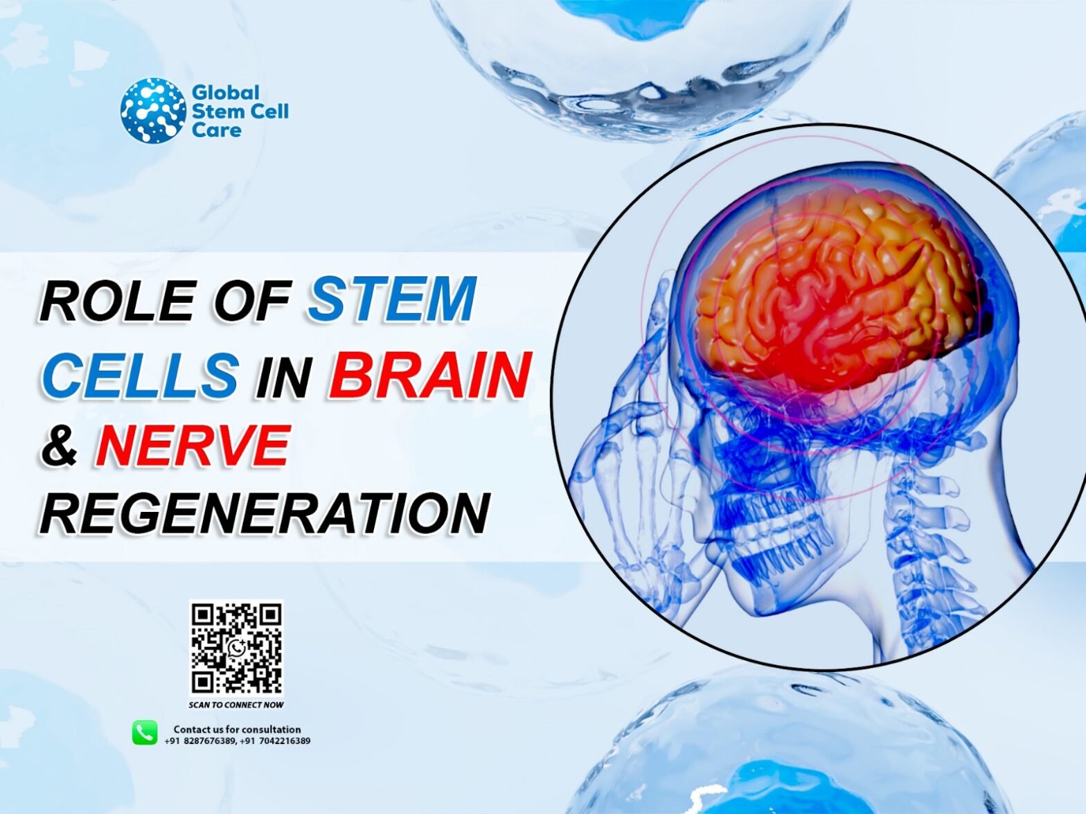 Role of Stem Cells in Brain & Nerve Regeneration